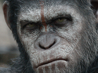 Apes